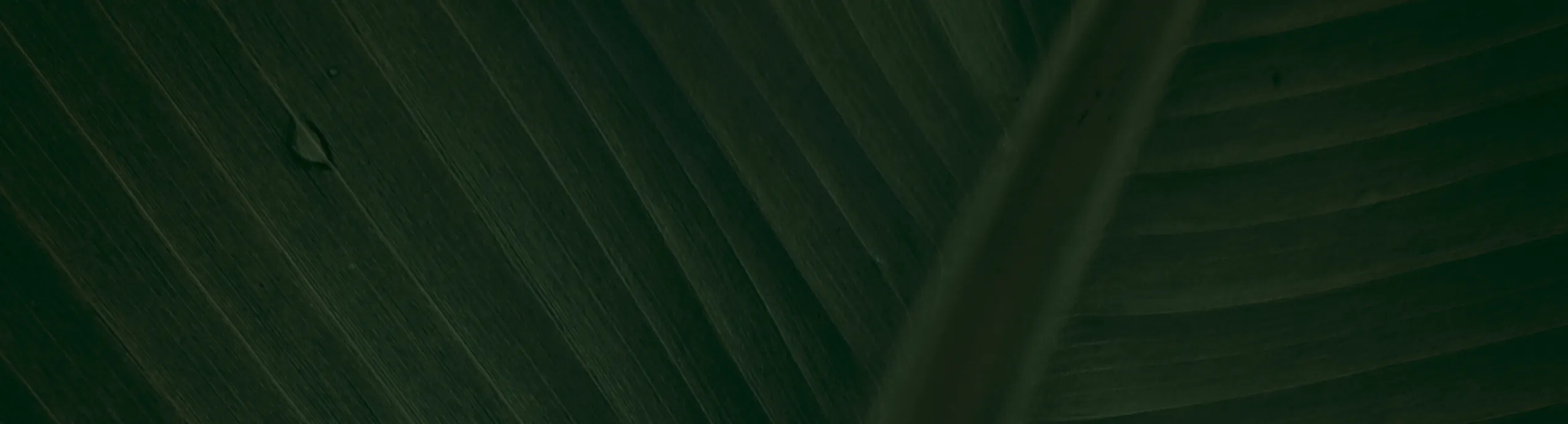 TXSNOW VIP 会员卡